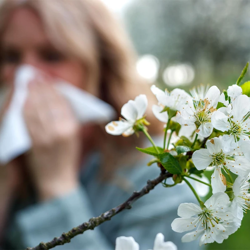 Frau mit Heuschnupfen niest in ein Taschentuch vor blühenden Zweigen im Frühling